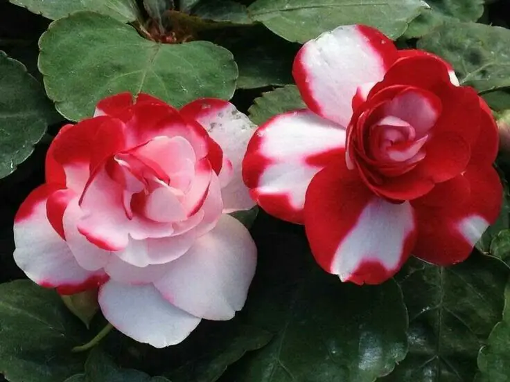 How Long Do Impatiens Last? Secrets for Extended Garden Color