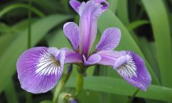 When Do Iris Bloom? Discover the Best Time to Enjoy Their Beauty