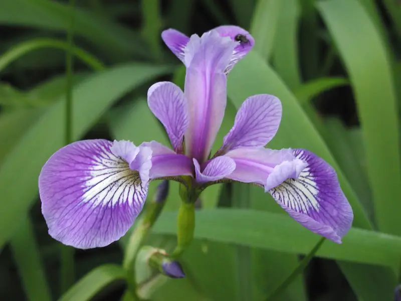 When Do Iris Bloom? Discover the Best Time to Enjoy Their Beauty