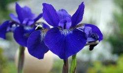 How to Care for Iris Plants: Tips for Healthier and Bigger Blooms