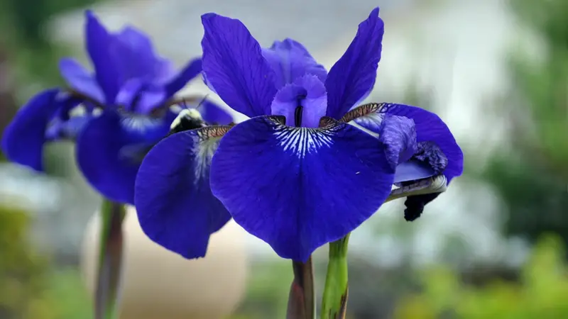 How to Care for Iris Plants: Tips for Healthier and Bigger Blooms