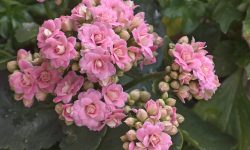When Do Kalanchoe Bloom? Tips to Get More Flowers Year-Round