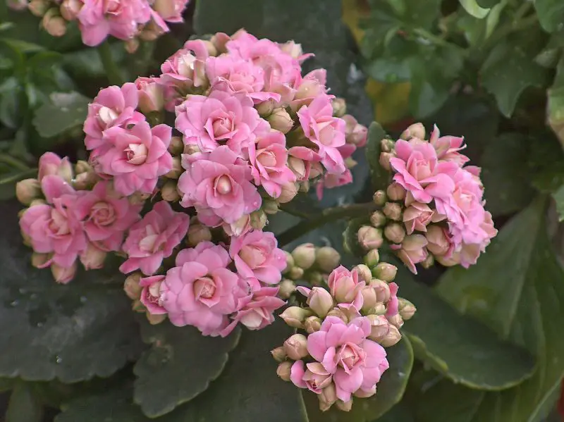 When Do Kalanchoe Bloom? Tips to Get More Flowers Year-Round