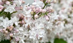 How to Care for Lilac Bushes: Keep Them Blooming Year After Year