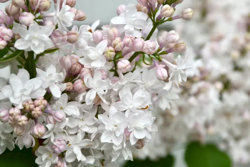 How to Care for Lilac Bushes: Keep Them Blooming Year After Year