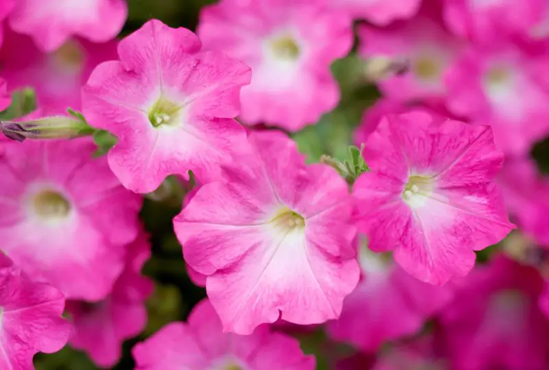 How Long Do Petunias Last? Expert Tips to Extend Blooming Time