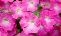 How Long Do Petunias Last? Expert Tips to Extend Blooming Time