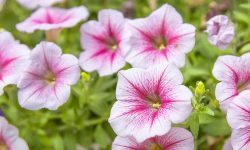 How to Grow Petunias Like a Pro for Long-Lasting Garden Displays