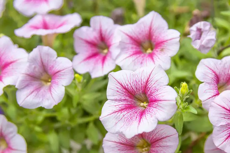 How to Grow Petunias Like a Pro for Long-Lasting Garden Displays