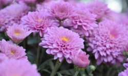 When Do Mums Bloom? Tips to Get the Most Vibrant Fall Flowers