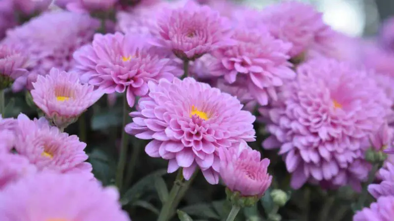 When Do Mums Bloom? Tips to Get the Most Vibrant Fall Flowers