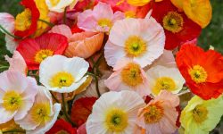 How Long Do Poppies Bloom: Expert Tips for Maximum Flowering