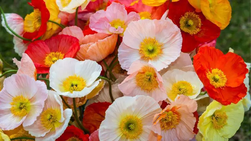 How Long Do Poppies Bloom: Expert Tips for Maximum Flowering