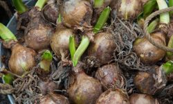 How to Preserve Daffodil Bulbs for Next Year’s Beautiful Blooming