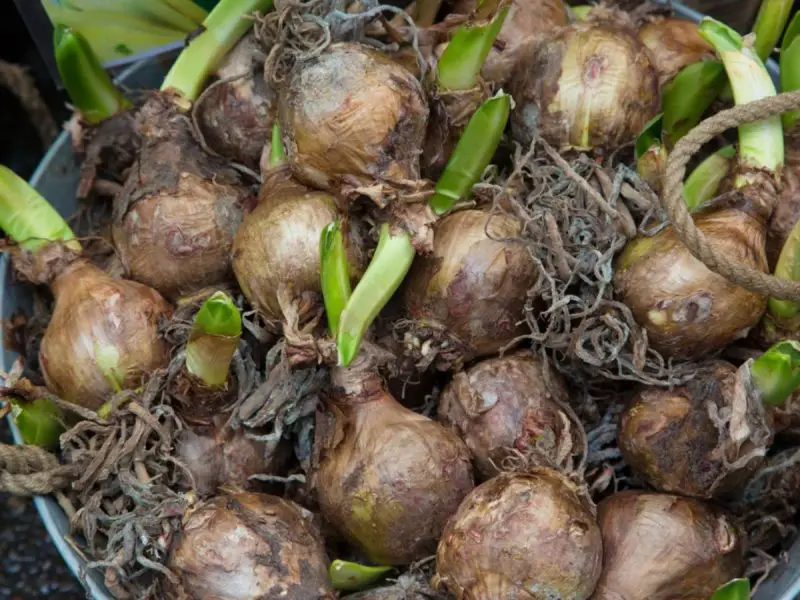 How to Preserve Daffodil Bulbs for Next Year’s Beautiful Bloomings