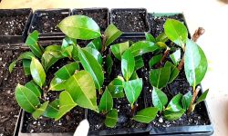 How to Propagate Camellias Step by Step for Healthy New Plants