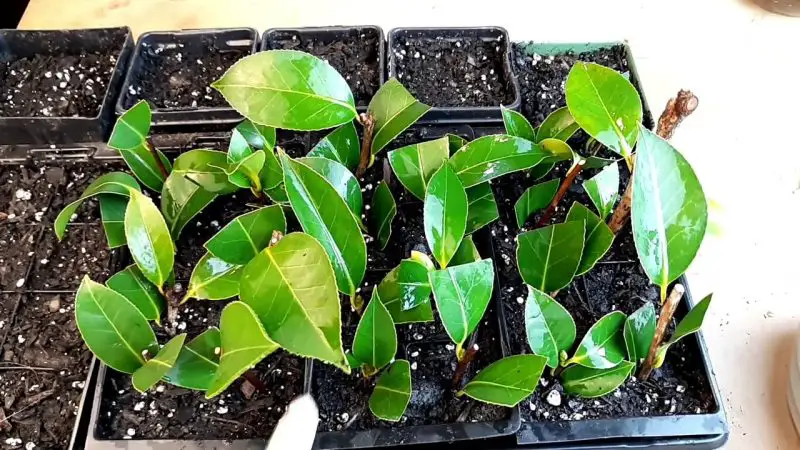 How to Propagate Camellias Step by Step for Healthy New Plants