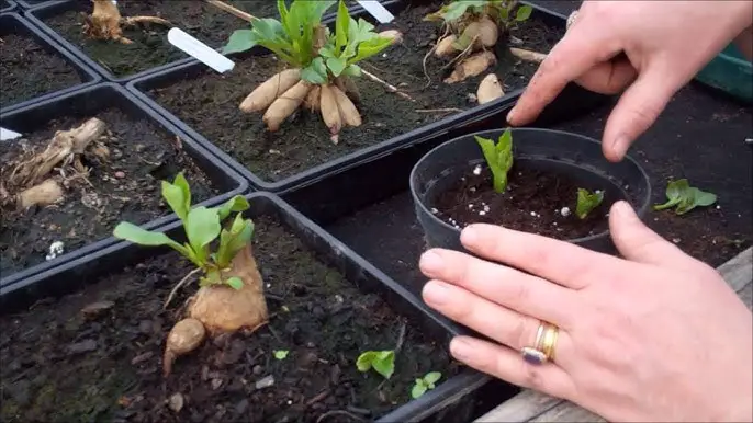 How to Propagate Dahlias: Easy Tips for Endless Summer Blooms