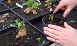 How to Propagate Dahlias: Easy Tips for Endless Summer Blooms