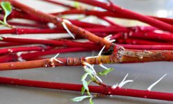 How to Propagate Dogwood Trees: Expert Tips for Healthy Plants