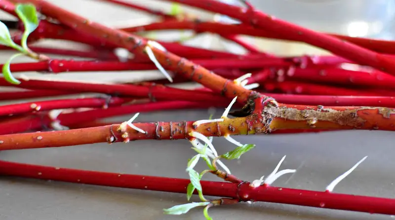 How to Propagate Dogwood Trees: Expert Tips for Healthy Plants