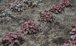 How to Propagate Heuchera: Expert Techniques for Vibrant Foliage