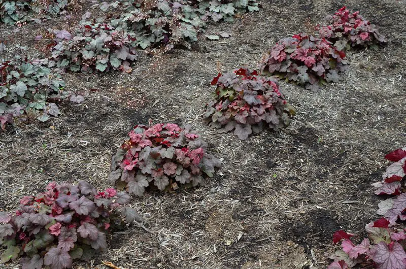 How to Propagate Heuchera: Expert Techniques for Vibrant Foliage