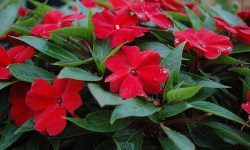 How to Propagate Impatiens: Simple Tips for Lush Garden Displays