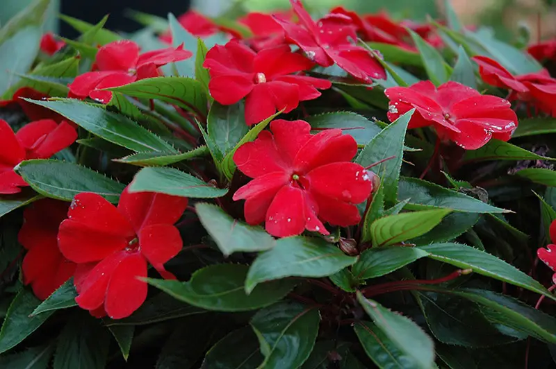How to Propagate Impatiens: Simple Tips for Lush Garden Displays