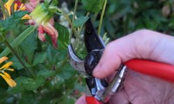 How to Prune Dahlias: Step-by-Step Guide for Continuous Flowers