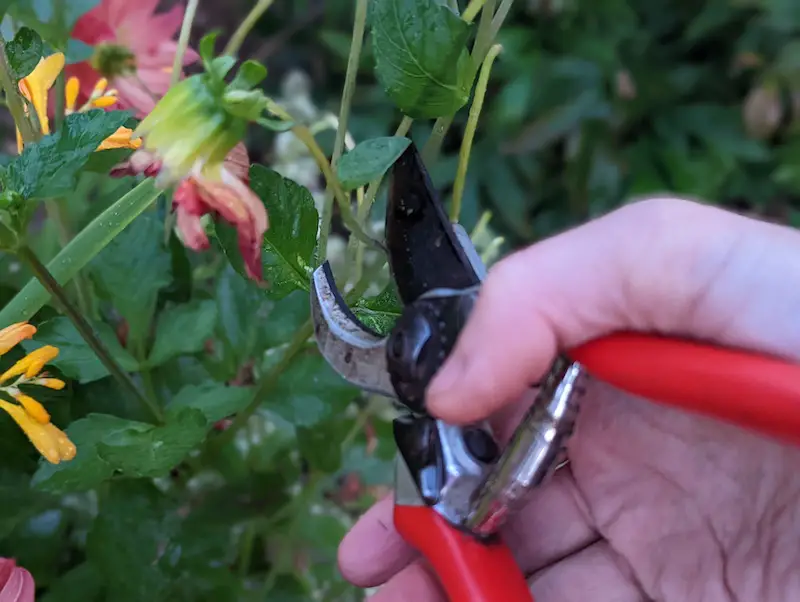 How to Prune Dahlias: Step-by-Step Guide for Continuous Flowers
