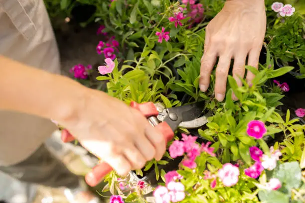 How to Prune Dianthus for Healthier Plants and Longer Flowering