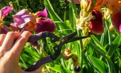 How to Prune Iris After Blooming for Stronger Growth Next Season