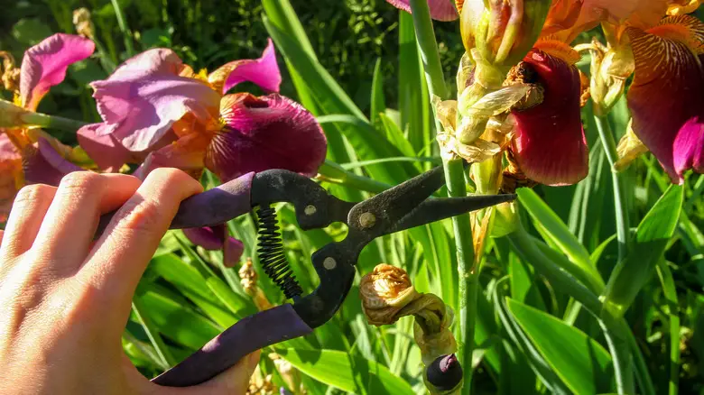 How to Prune Iris After Blooming for Stronger Growth Next Season