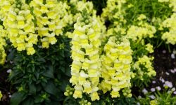 When Do Snapdragons Bloom? Guide for Peak Flowering Seasons