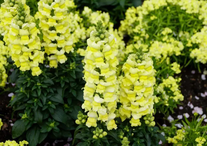 When Do Snapdragons Bloom? Guide for Peak Flowering Seasons