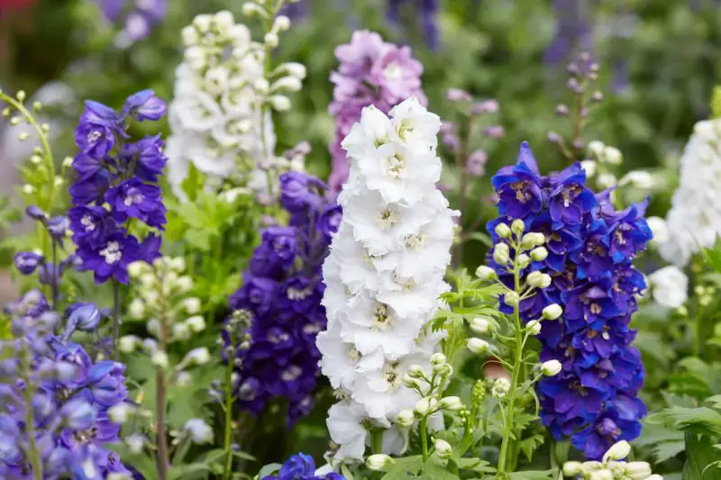 How to Prune Snapdragons: Tips to Maximum Flower Production