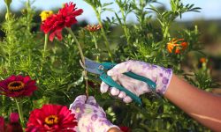 How to Prune Zinnias for Bushier Growth and Continuous Flowers