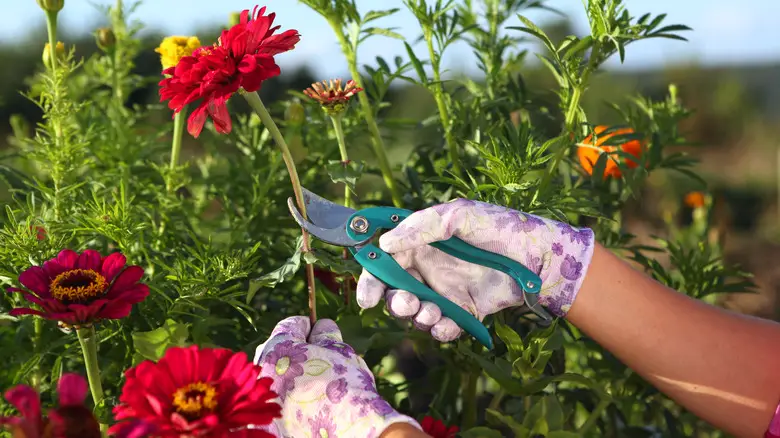 How to Prune Zinnias for Bushier Growth and Continuous Flowers