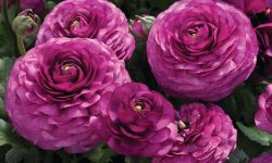 How to Care for Ranunculus: Enjoy Brilliant Blooms Year After Year