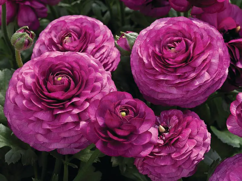 How to Care for Ranunculus: Enjoy Brilliant Blooms Year After Year