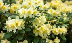 How to Care for Rhododendrons: Expert Tips for Beautiful Flowers
