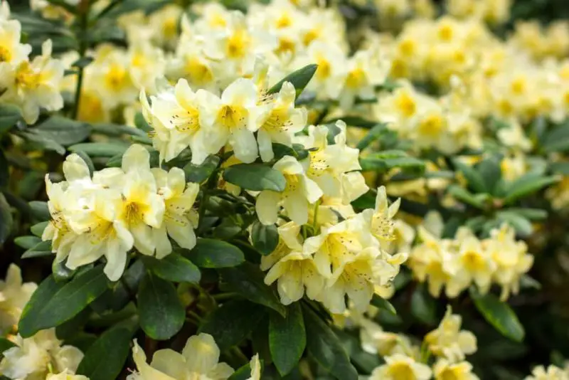 How to Care for Rhododendrons: Expert Tips for Beautiful Flowers