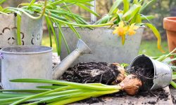 When to Separate Daffodils: Time and Method for Bigger Blooms