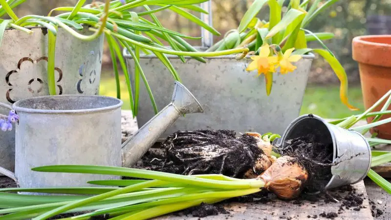 When to Separate Daffodils: Time and Method for Bigger Blooms
