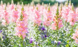 How to Care for Snapdragons: Expert Tips for Long-Lasting Blooms