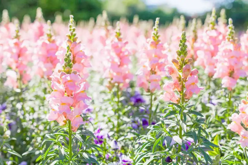 How to Care for Snapdragons: Expert Tips for Long-Lasting Blooms