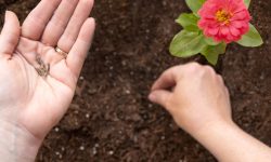 When to Sow Zinnia Seeds for the Best Blooms All Summer Long