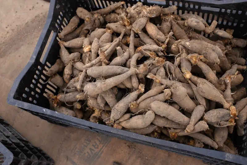 How to Save Dahlia Bulbs and Keep Them Healthy All Winter Long