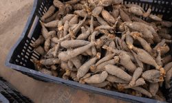 How to Save Dahlia Bulbs and Keep Them Healthy All Winter Long